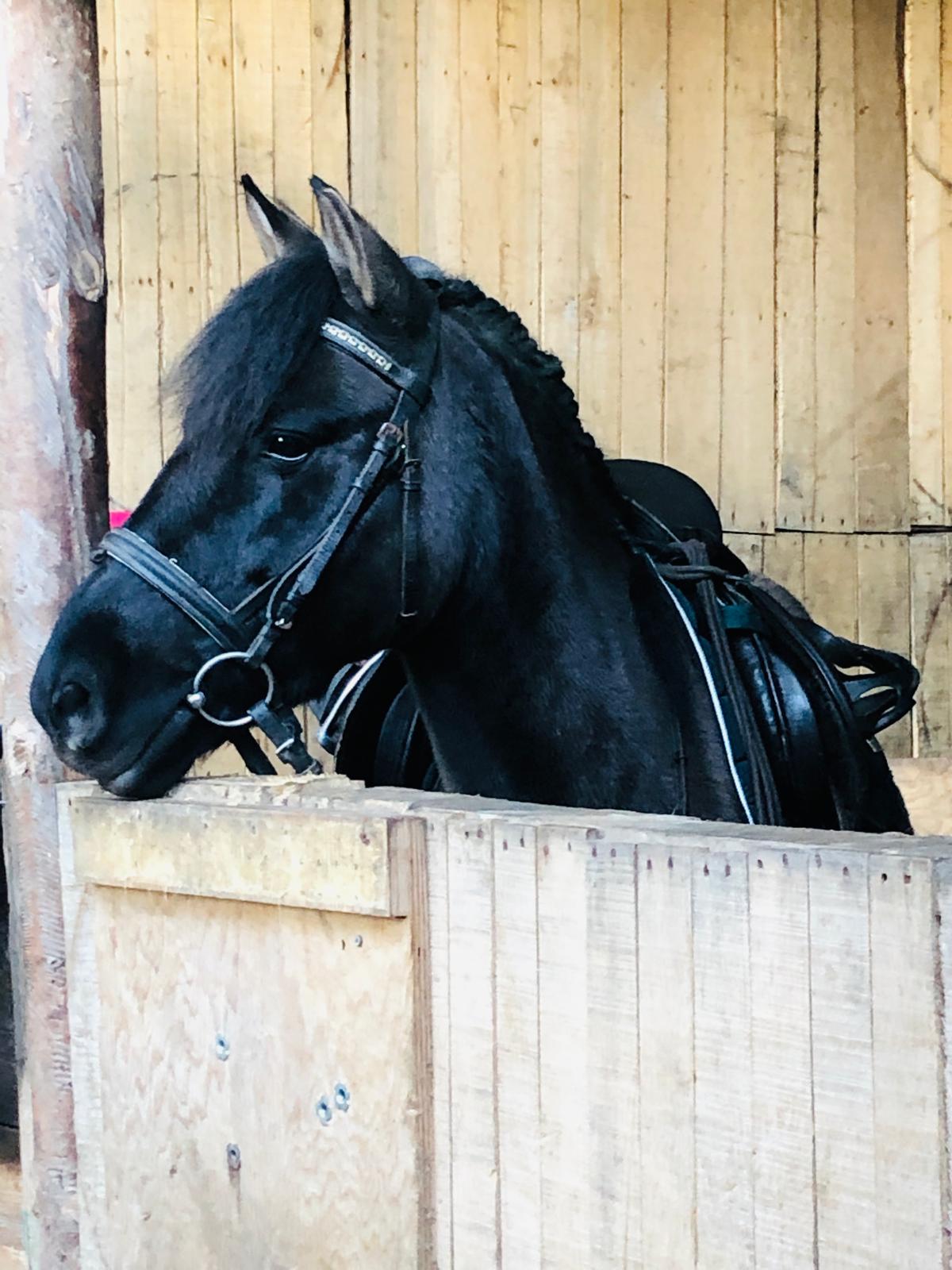 32 auf der Reitanlage Giershausen