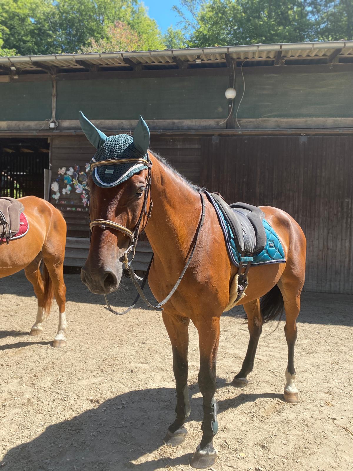 Balthazar auf der Reitanlage Giershausen