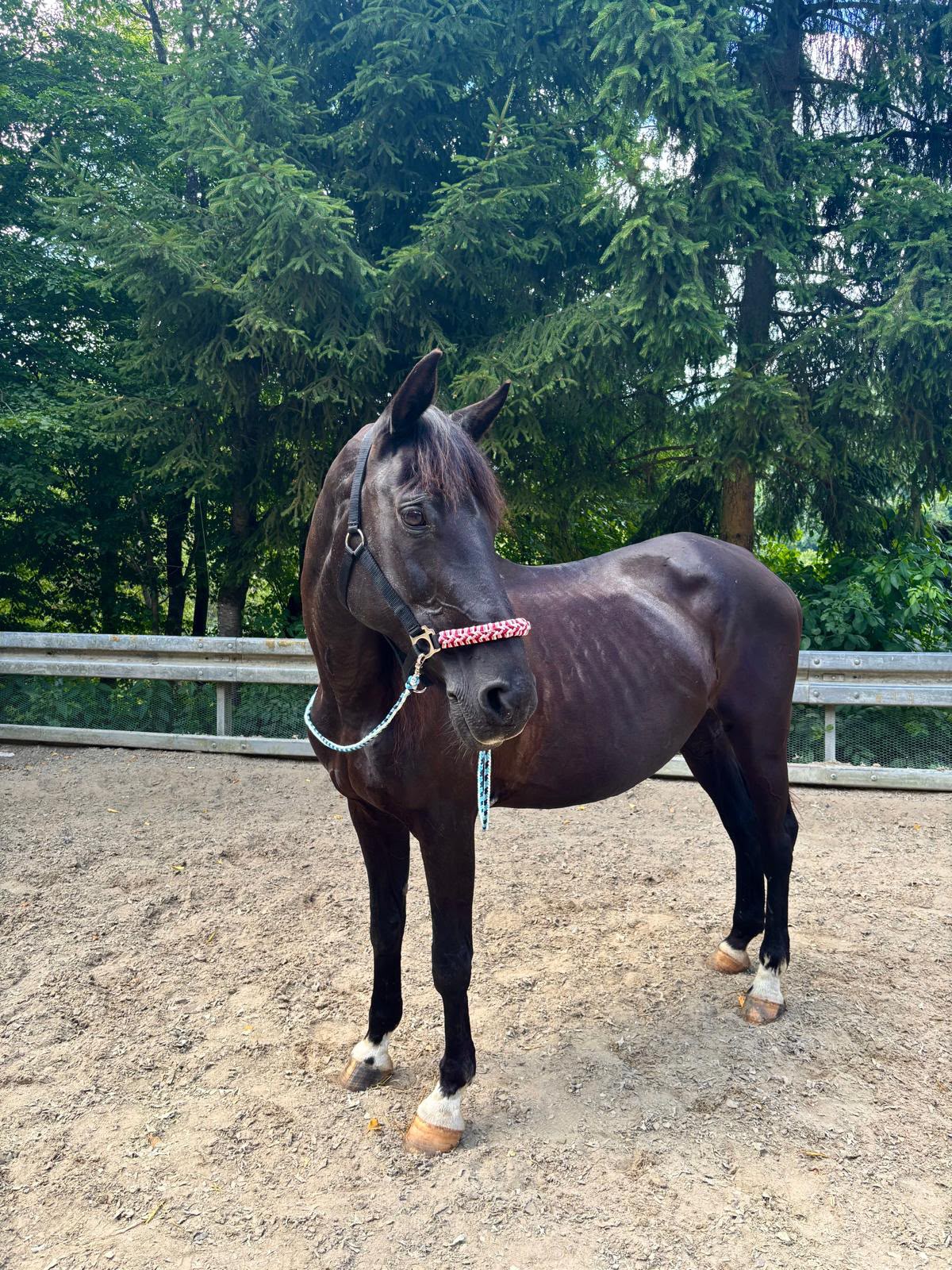 Bonsai (Verys Queens) auf der Reitanlage Giershausen