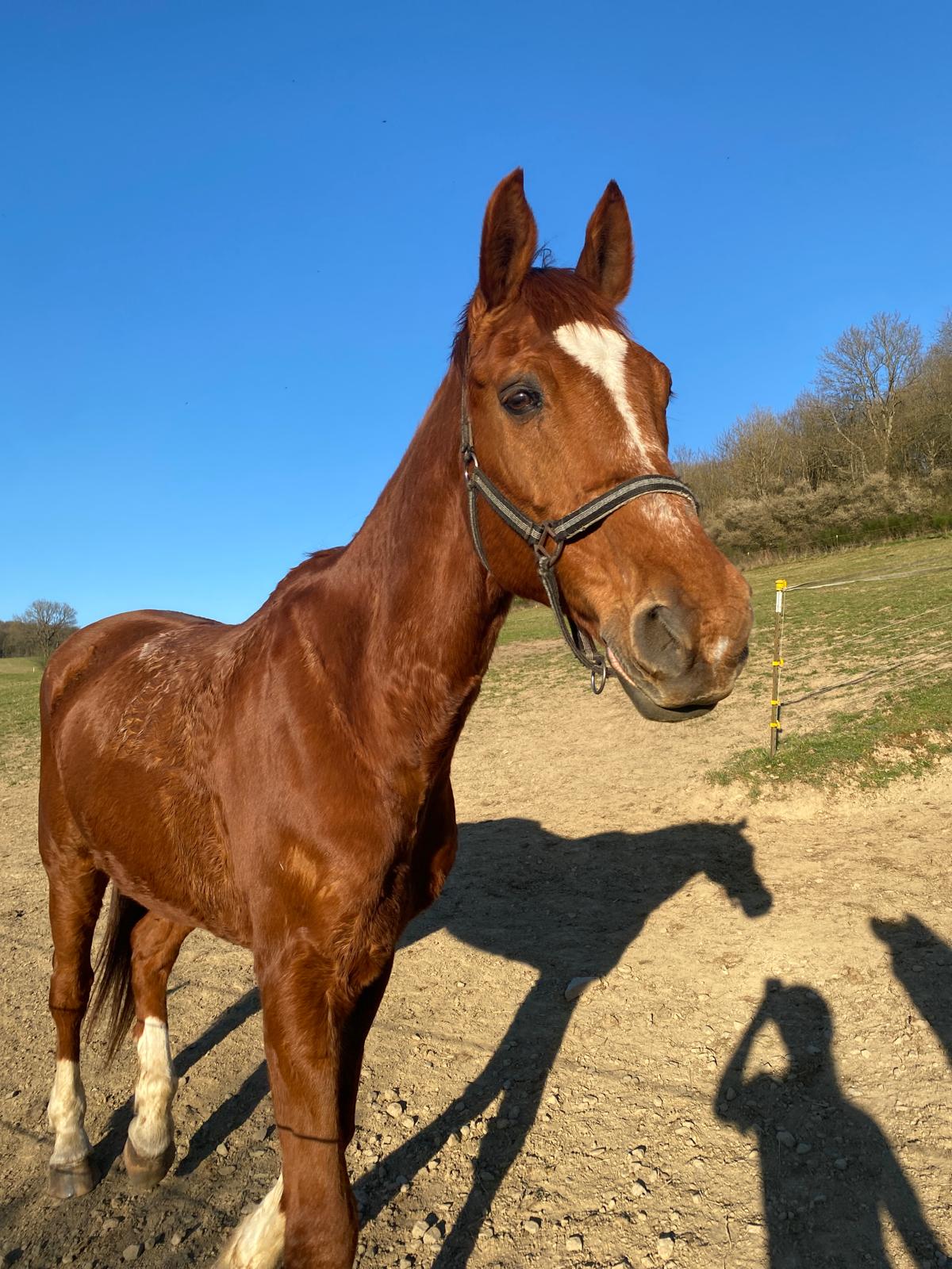 Ceasar 9 auf der Reitanlage Giershausen