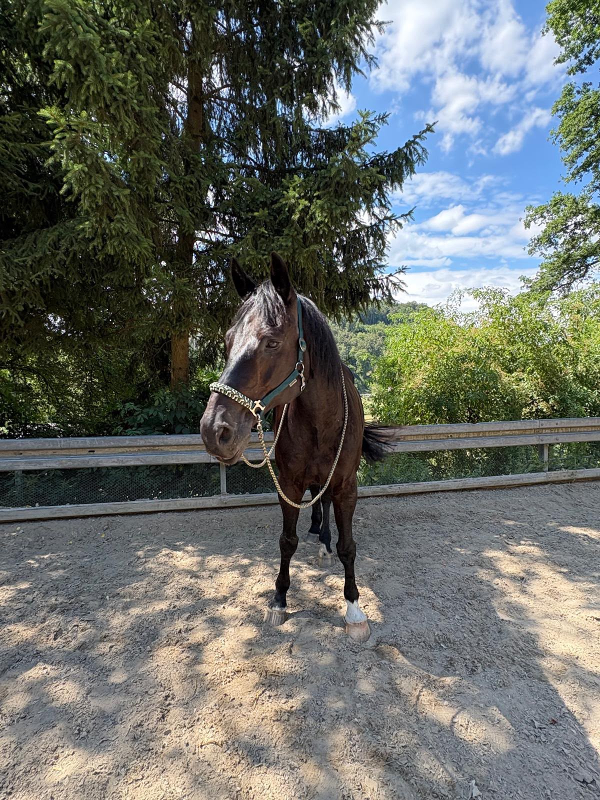 Caldas 6 auf der Reitanlage Giershausen
