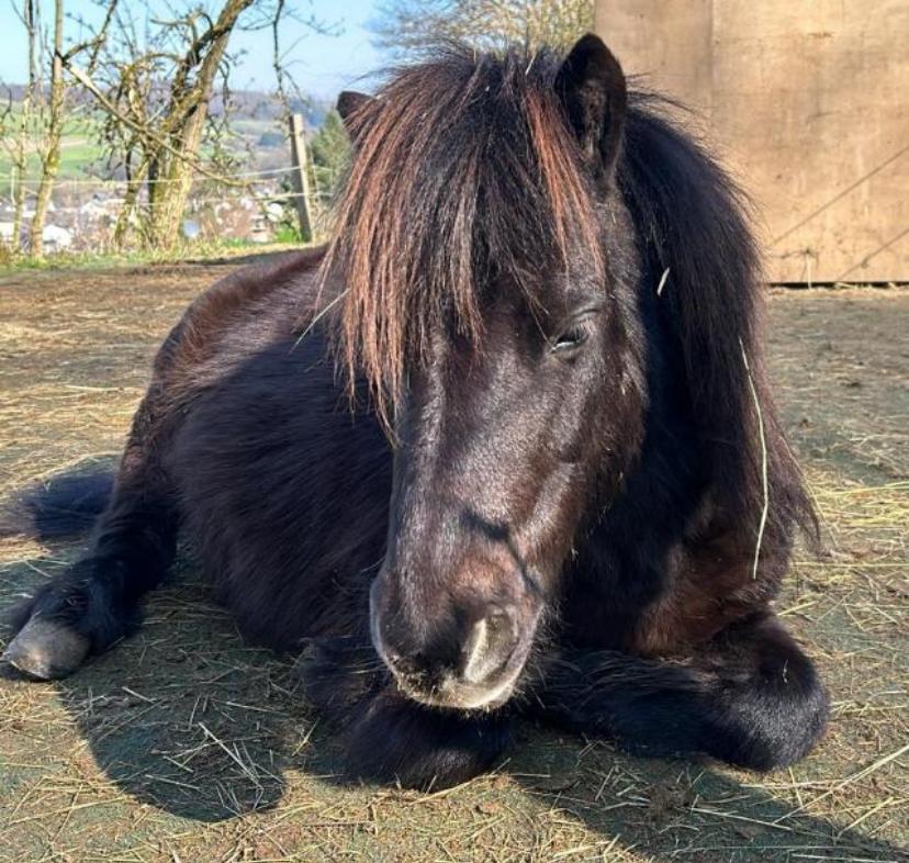Chip auf der Reitanlage Giershausen
