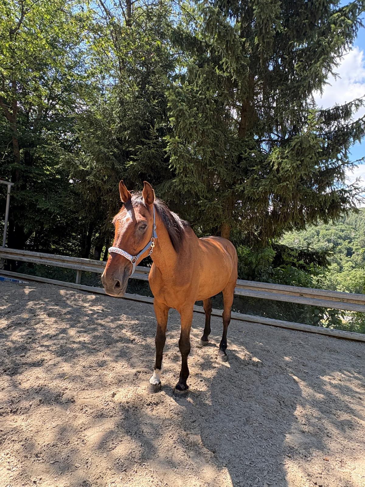 Contino 58 auf der Reitanlage Giershausen
