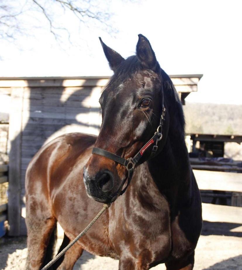 Donausonne (Sonne) auf der Reitanlage Giershausen