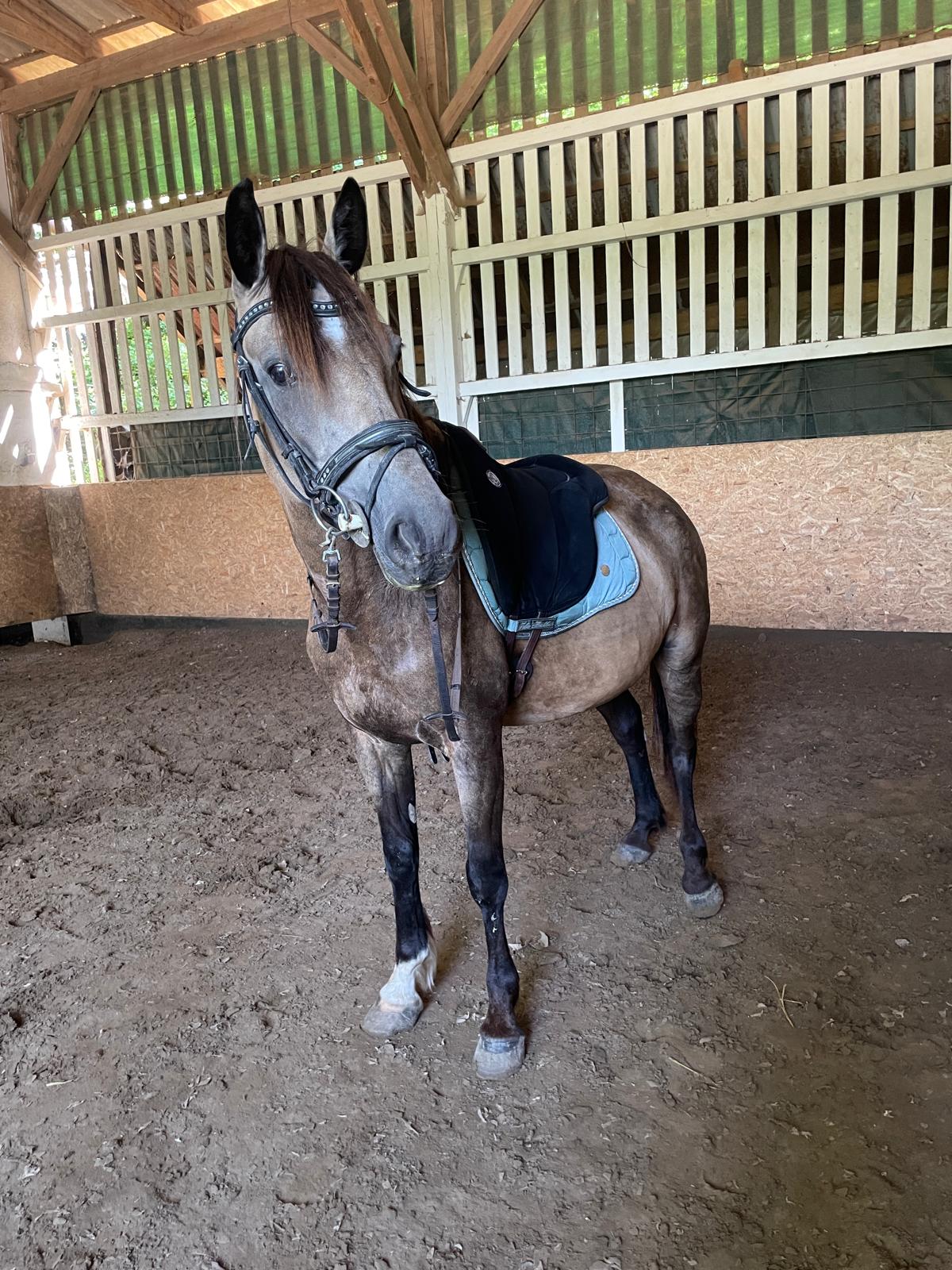 Elly for Fantasy (Elly) auf der Reitanlage Giershausen