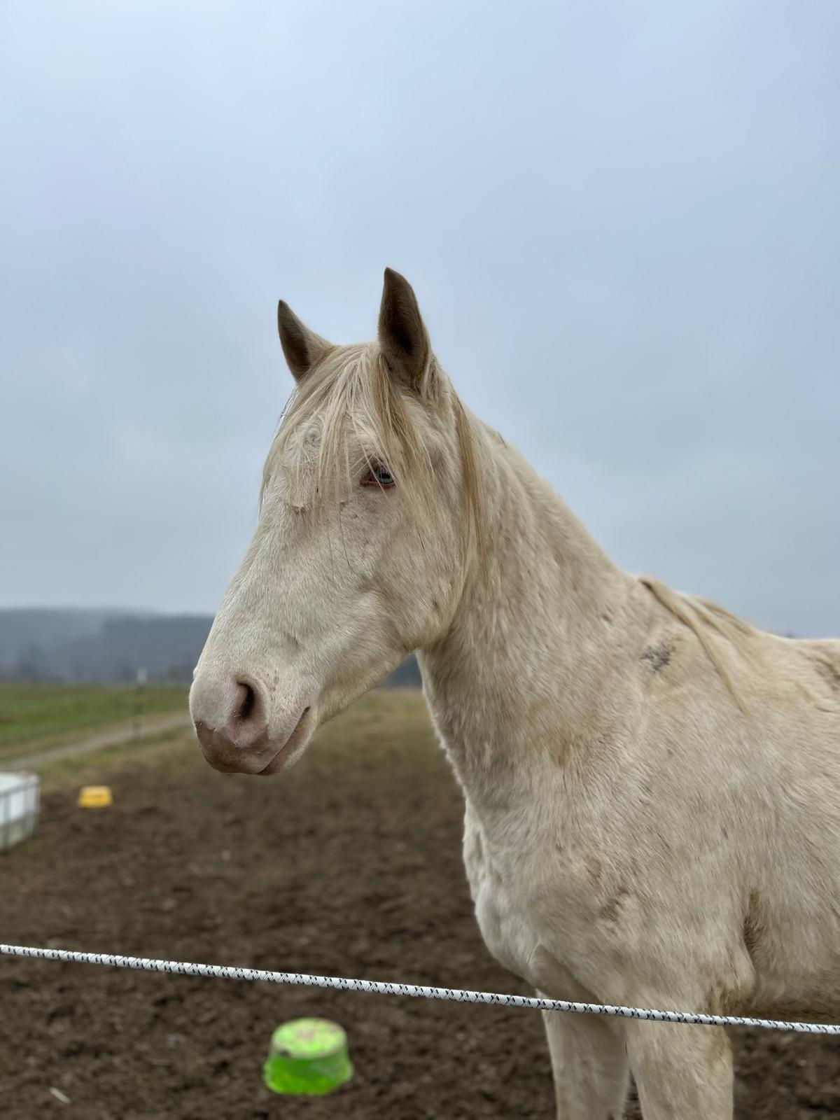 El Primero Espanol auf der Reitanlage Giershausen