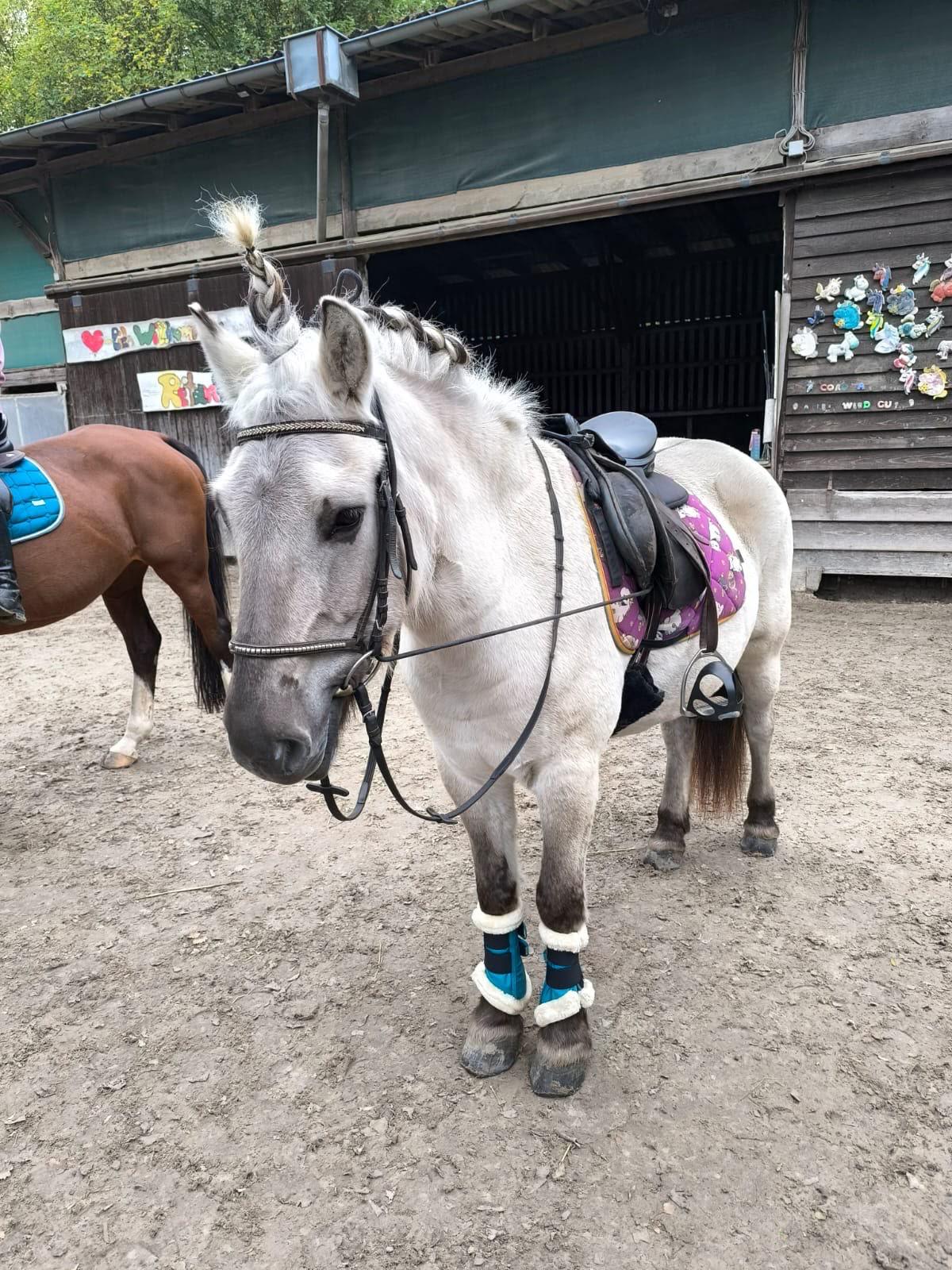 Frodo auf der Reitanlage Giershausen