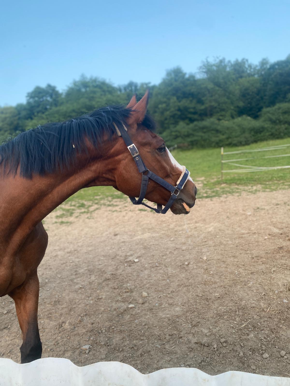 Georgina auf der Reitanlage Giershausen