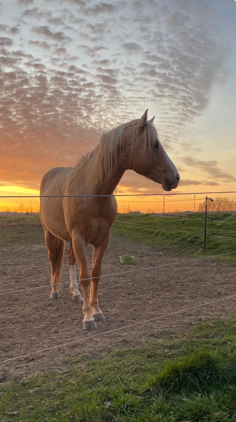 Chex Golden Star (Kit) auf der Reitanlage Giershausen