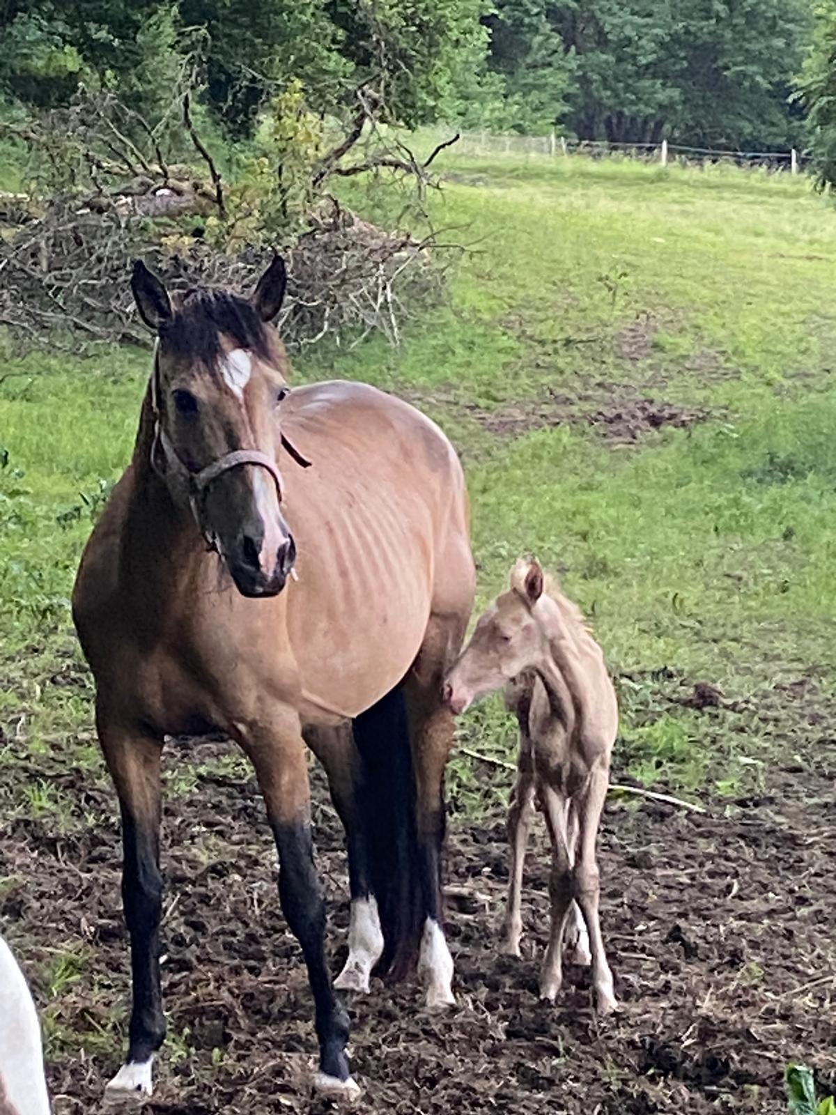 Ingrata II auf der Reitanlage Giershausen