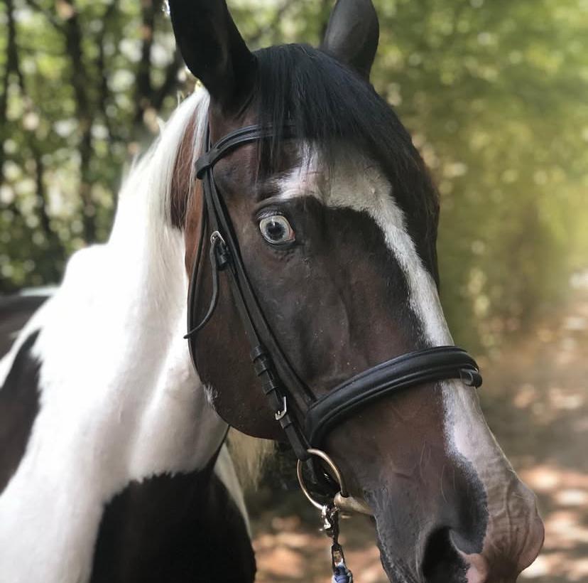 Jonny 132 auf der Reitanlage Giershausen