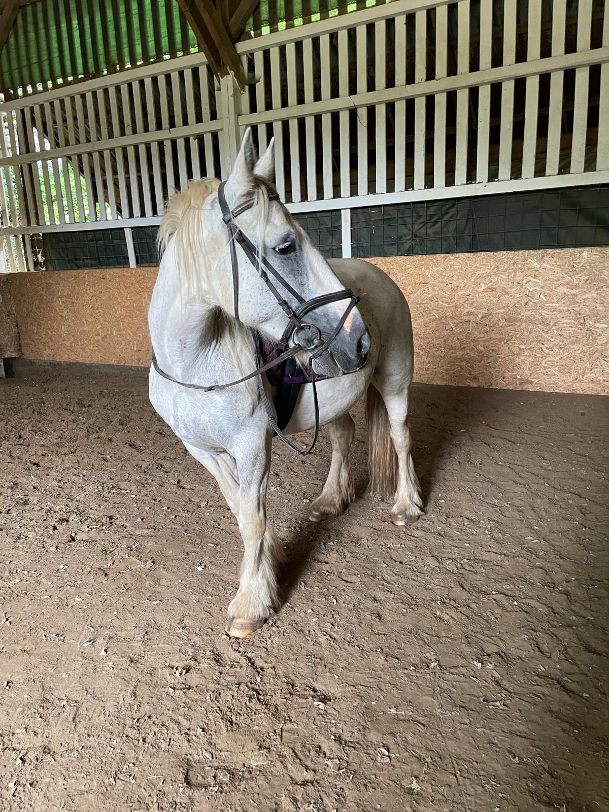 Redhills Connors Lady (Lady) auf der Reitanlage Giershausen