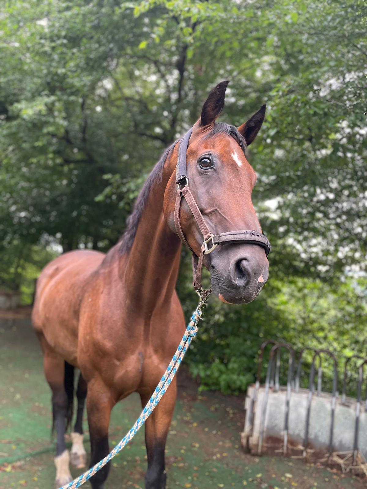 Highlander T (Lenni) auf der Reitanlage Giershausen