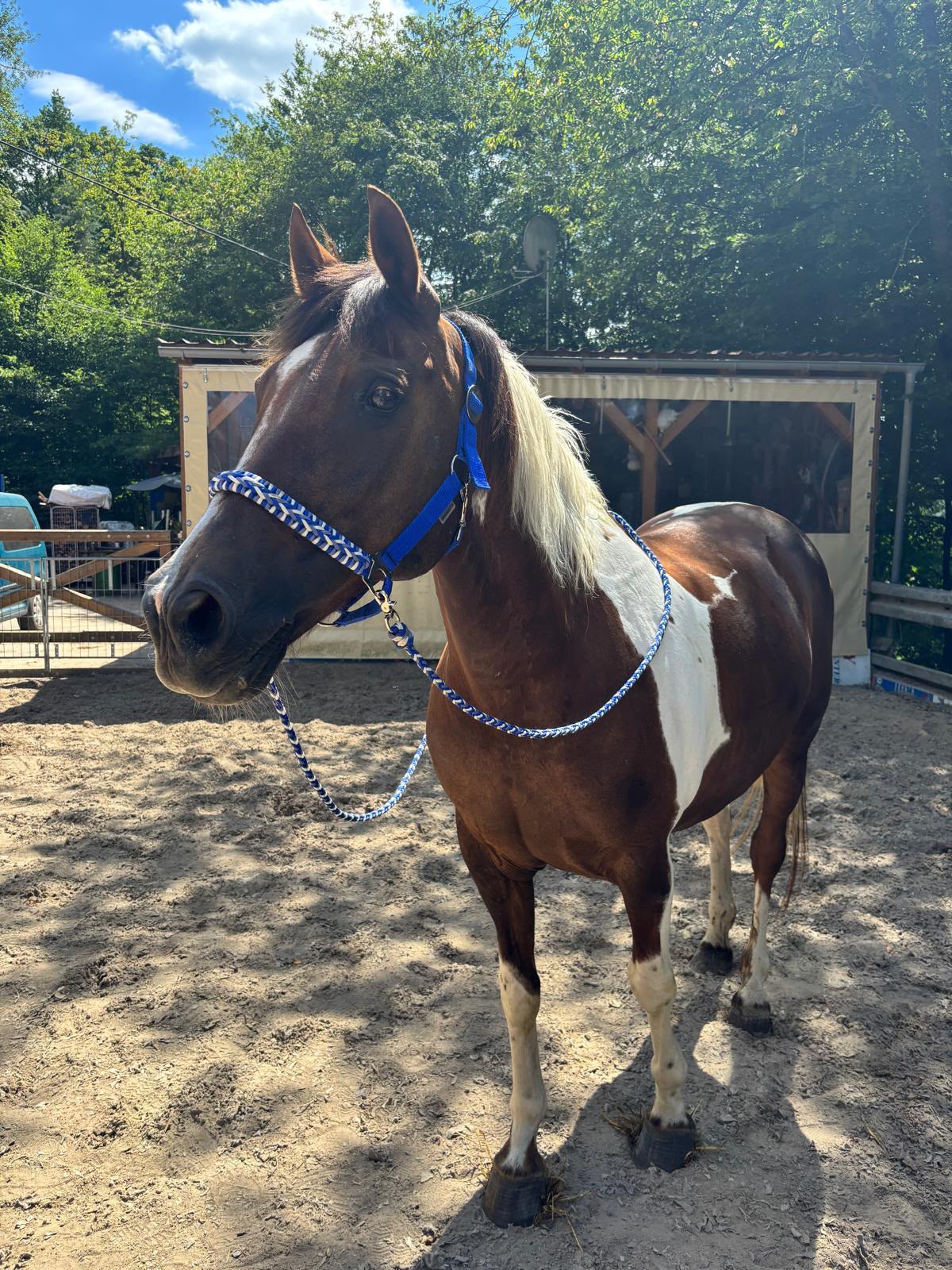 Loretta (Lori) auf der Reitanlage Giershausen