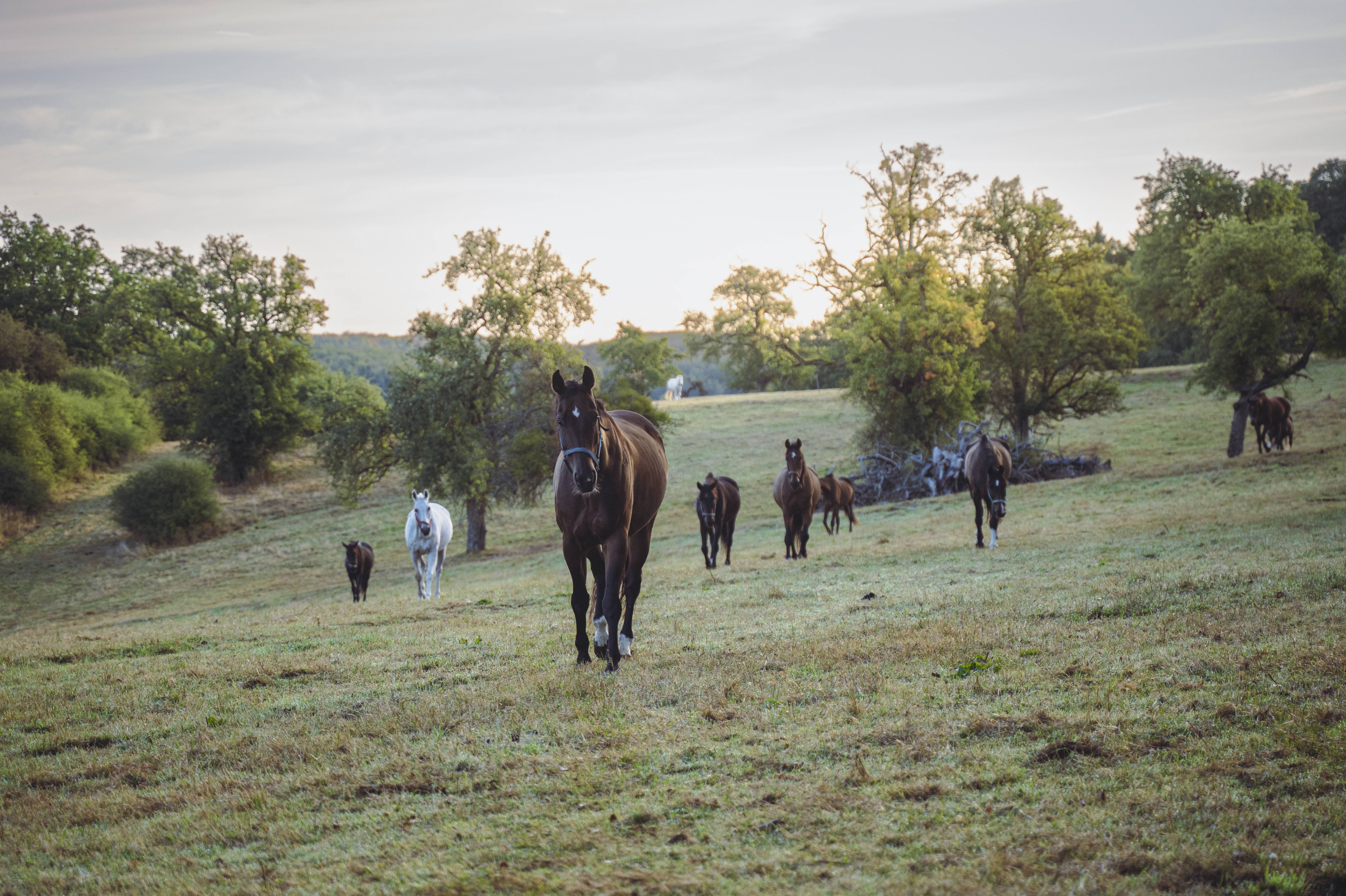 Pferd auf der Reitanlage Giershausen