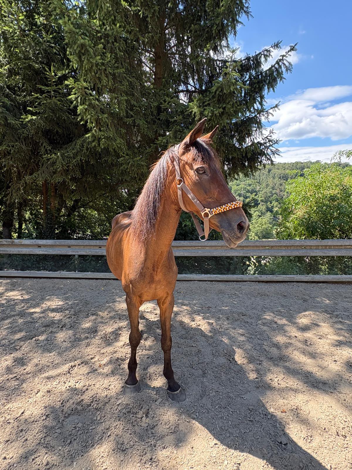 ScarRoad (Scar) auf der Reitanlage Giershausen