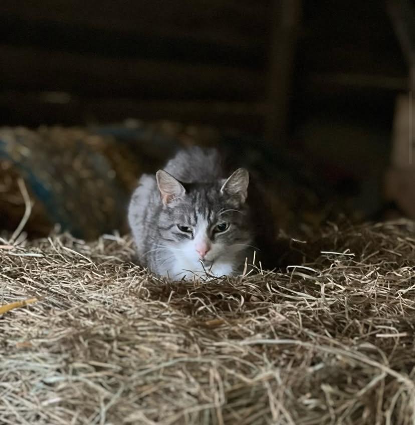 Kater No Name auf der Reitanlage Giershausen