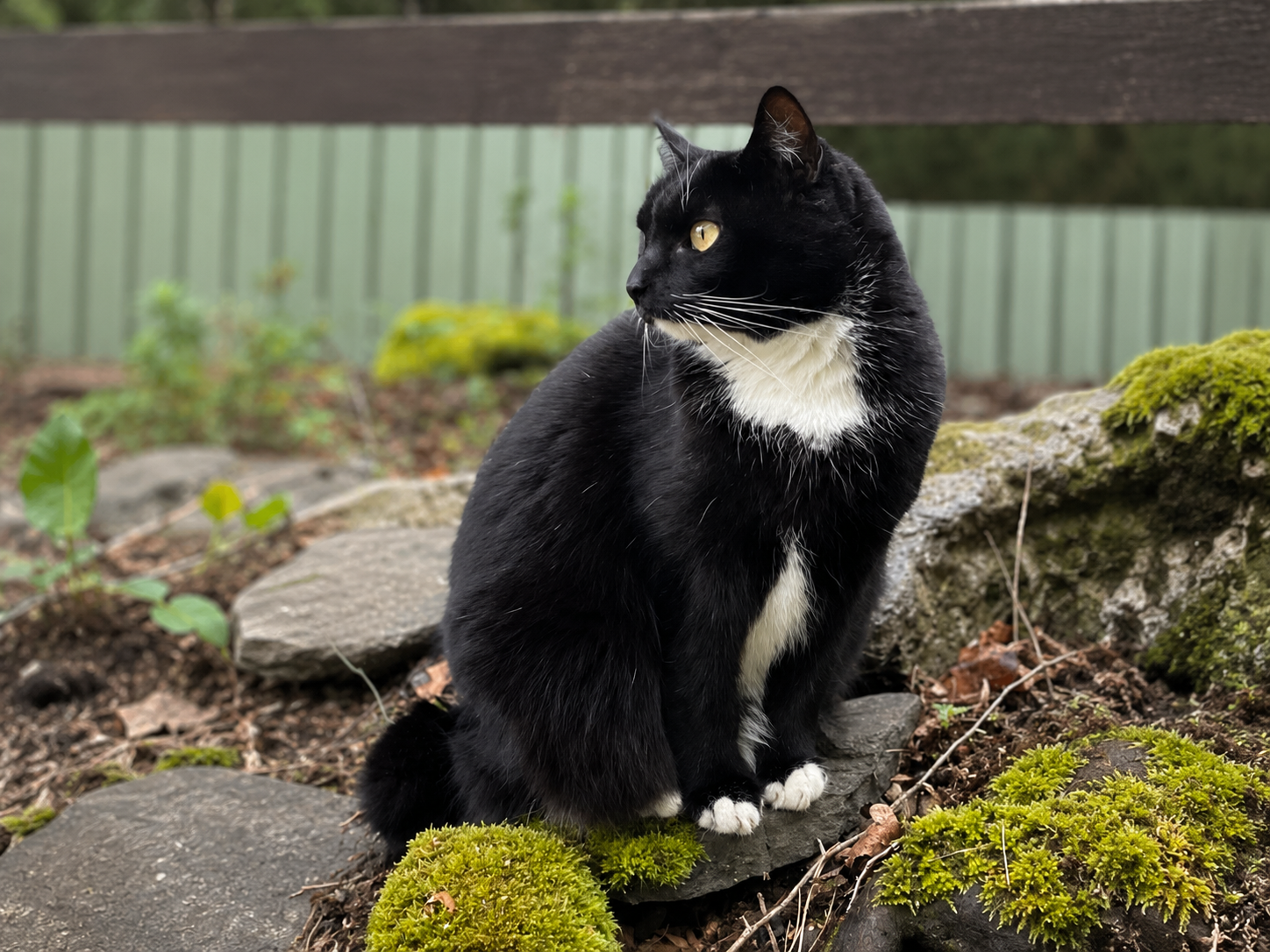 Kater Krümel auf der Reitanlage Giershausen