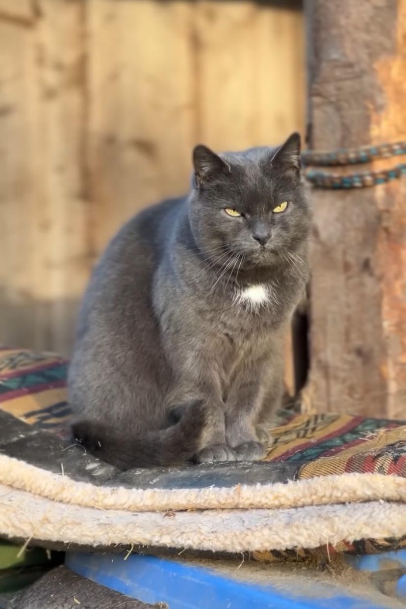 Hofkatze Panther auf der Reitanlage Giershausen