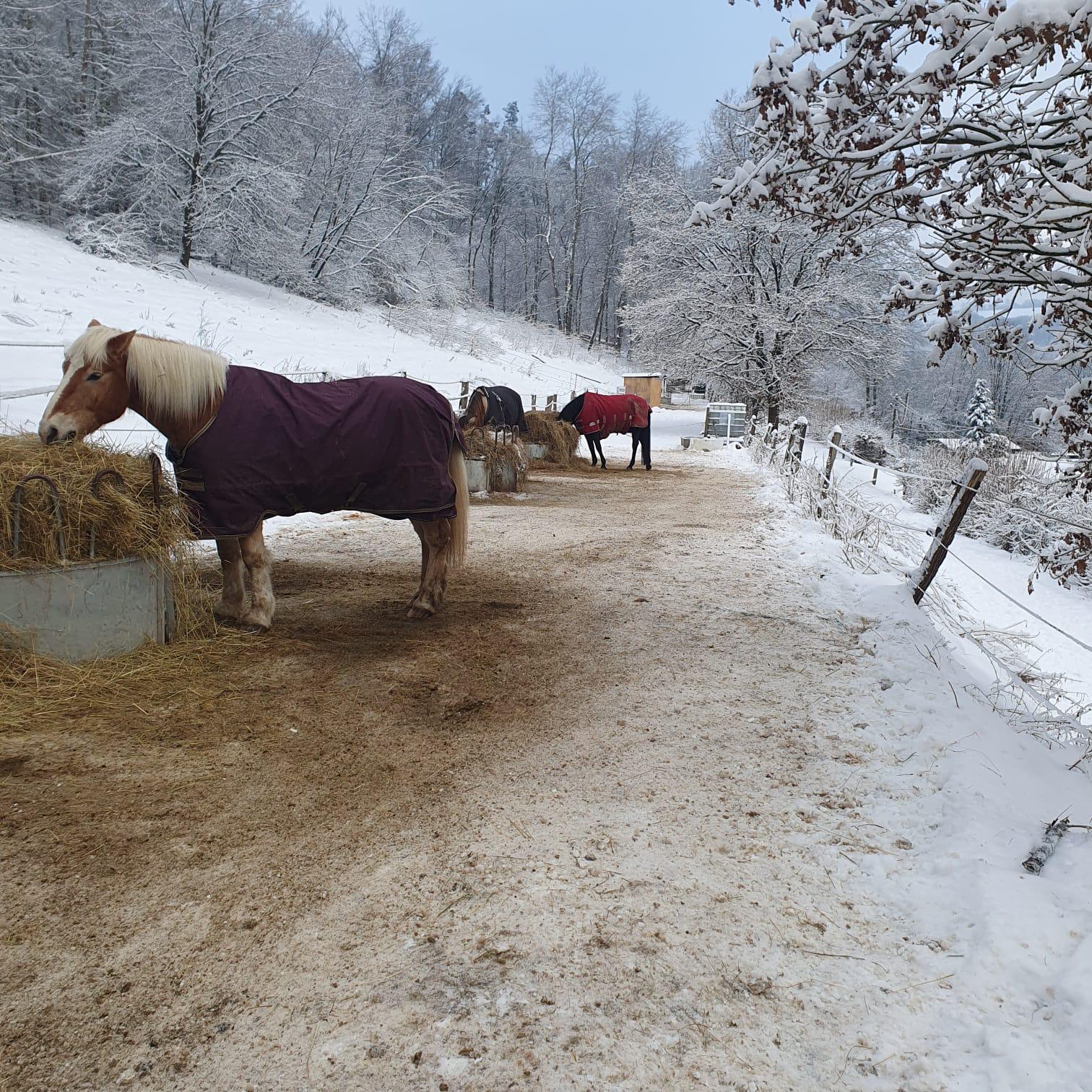 Futter und Heu auf der Reitanlage