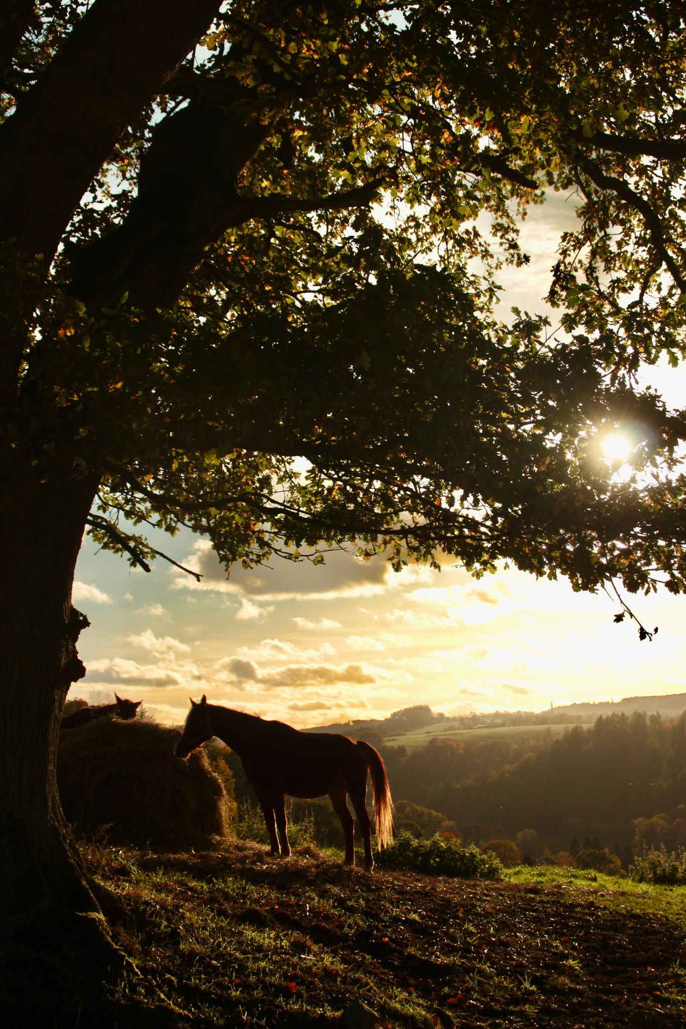 Pferde in der Abendstimmung auf der Reitanlage Giershausen