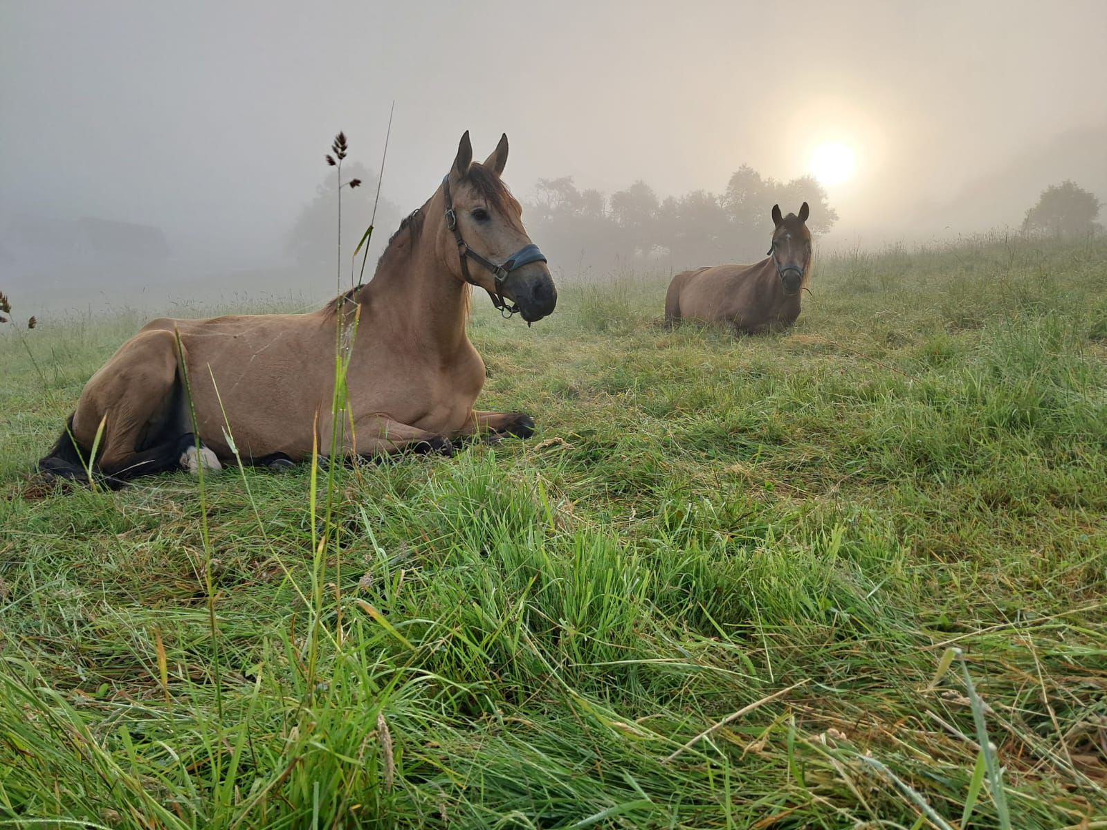 Pferde auf der Weide der Reitanlage Giershausen