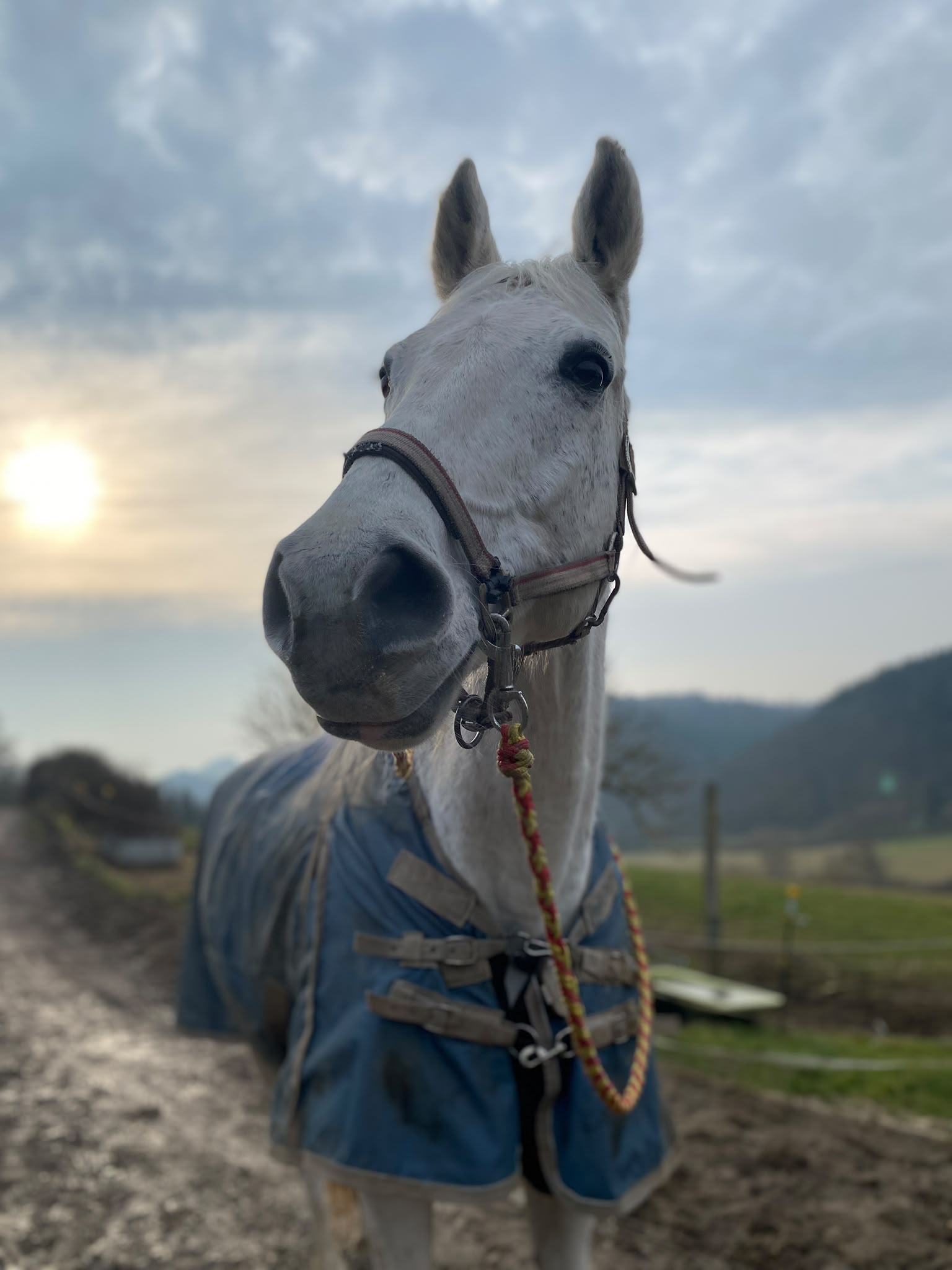 Summer Soult auf der Reitanlage Giershausen
