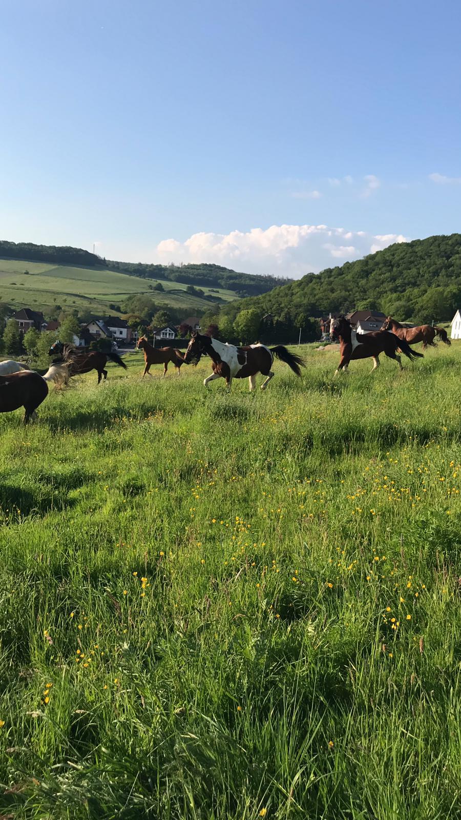 Weite, Ruhe & Natur – Reitanlage Giershausen
