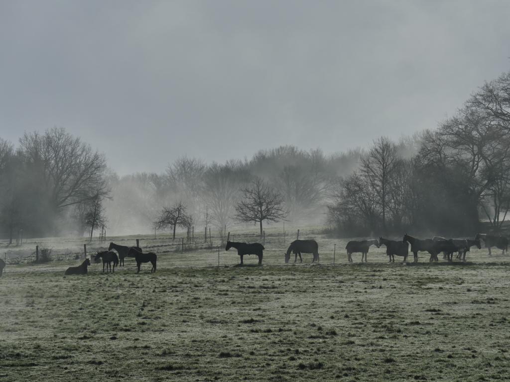 Pferde auf der Weide im Winter